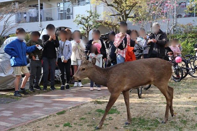 奈良公園の鹿が大阪にあふれ返る? "迷い鹿"騒動に潜む深刻事情